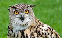 Turkman Eagle Owl