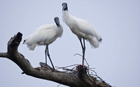 Wood Storks on Treetop 2