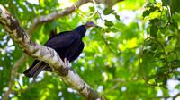 Black Vulture Perched