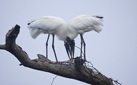 Wood Storks on Treetop