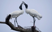 Wood Storks on Treetop 3